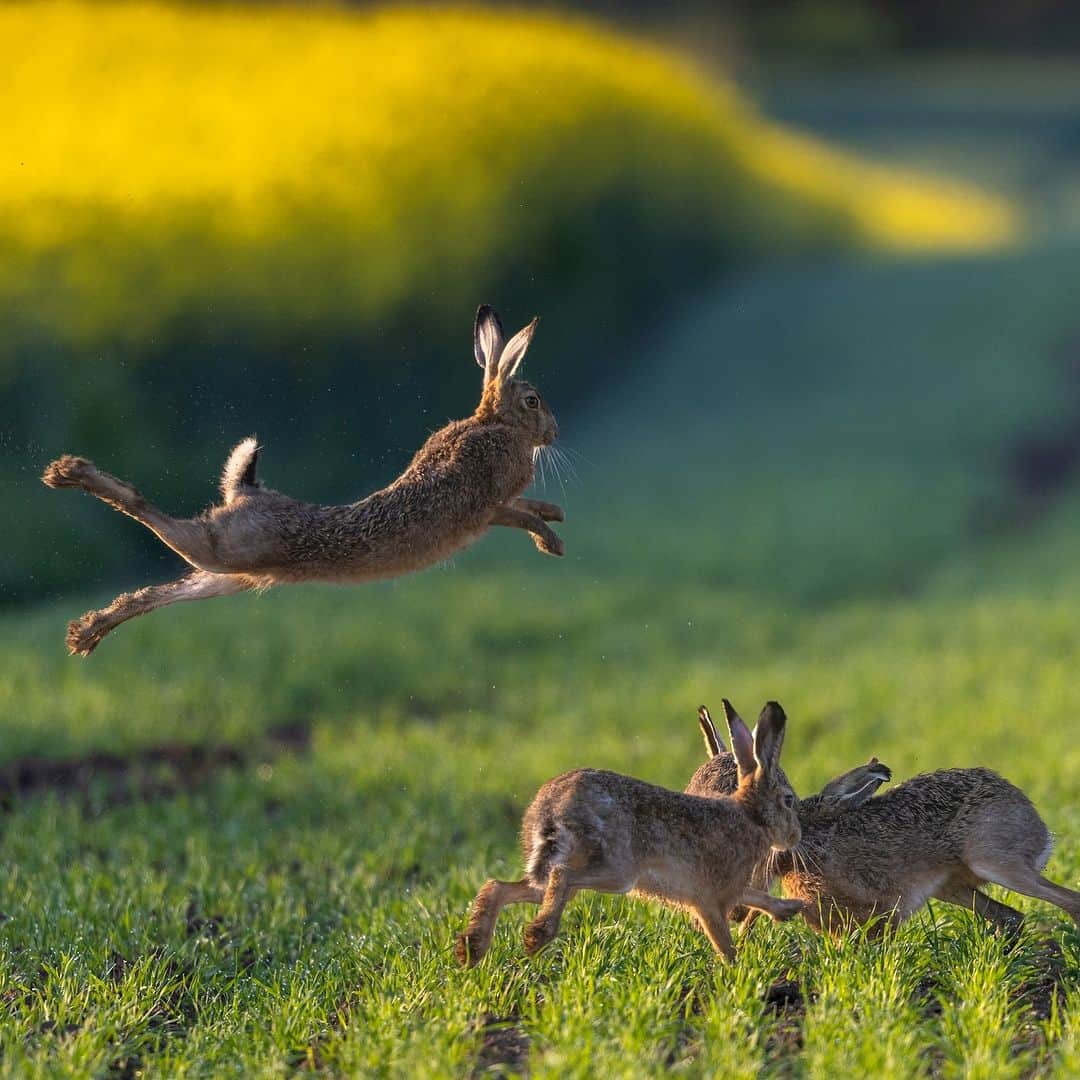 アニマルプラネットのインスタグラム：「Happy #InternationalRabbitDay! These European hares are already in the spirit. 🐇🎉  #animals #nature」