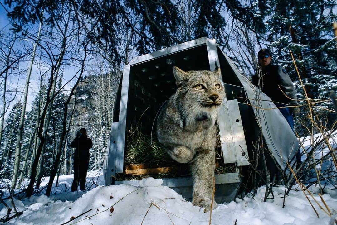 ナショナルジオグラフィックのインスタグラム：「Photo by @amytoensing | A relocated lynx, released near Colorado’s Weminuche Wilderness, begins his new life. Trucks, airplanes, and a snowmobile brought this male from Canada to a holding facility where he adjusted to the higher altitude and ate a high-protein diet to bolster him for hunting in unfamiliar territory.   After decades of trapping, poisoning, and loss of habitat from human development, the lynx disappeared from the Colorado landscape by the 1970s. Colorado Parks and Wildlife (CPW) managed a seven-year program, starting in 1999, to bring the cats back—trapping them in Canada and releasing them in Colorado. There were lots of ups and downs, but in the end, it was named a success. Today CPW estimates that there are 150 to 250 lynx living in Colorado. The U.S. Fish and Wildlife Service continues to list the cat as threatened in the lower 48 under the Endangered Species Act. According to the National Wildlife Federation, the lynx’s biggest threat today is habitat destruction and fragmentation. Visit @amytoensing to see more images.」