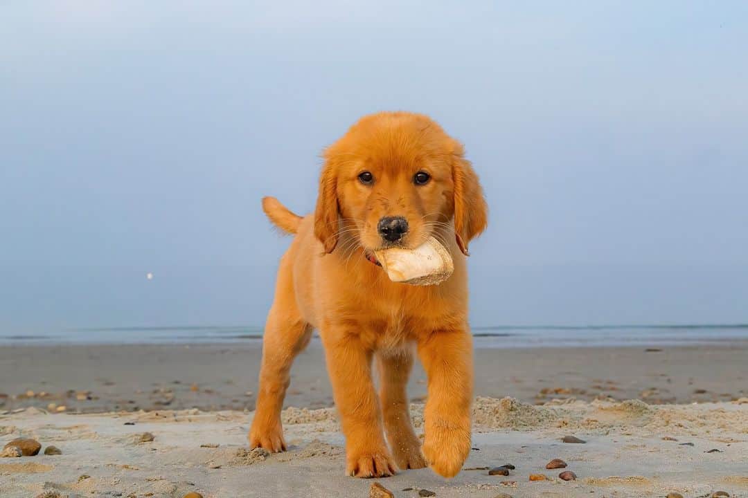 CANON USAさんのインスタグラム写真 - (CANON USAInstagram)「The cutest pup photographed by @sue_oshea_photography: "Lily playing with a clam shell she found. She is 10 weeks old and loves going to the beach." #ShotOnCanon  📸 #Canon EOS R6 Lens: EF-S 18-135mm f/3.5-5.6 IS USM」9月30日 22時00分 - canonusa