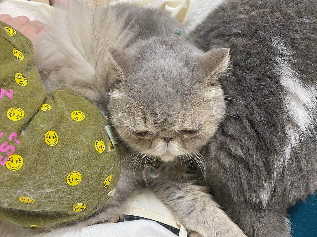 and myuのインスタグラム：「everyone！ 母ちゃんの膝は いつも混みあっている！ . . .  #エキゾチックショートヘア #exoticshorthair #exoticcat #エキゾチックロングヘア #exoticlonghair #catsofinstagram #catstagram #子猫#kitten#エキゾ #ぶさかわ#鼻ぺちゃ #ペコねこ部 .」