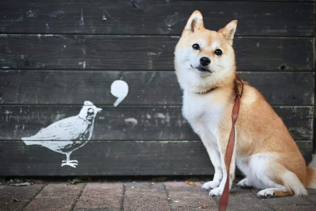 豆柴にこちゃんさんのインスタグラム写真 - (豆柴にこちゃんInstagram)「🕊 鳥と対談。  3枚目の顔が一番たまっぽい。  #柴犬#豆柴#mameshiba #shibastagram#japanphoto#shibainu#犬#shibainumania#犬のいる暮らし#shiba_snap#shibainupuppy#多頭飼い#dog#いぬすたぐらむ#puppy#dogstagram#instadog #doglover#pecoいぬ部#pecotv#いぬのきもち部#狗#子犬#barked#9gag#9gagpets#시바견」9月30日 23時22分 - nikochan.mame48