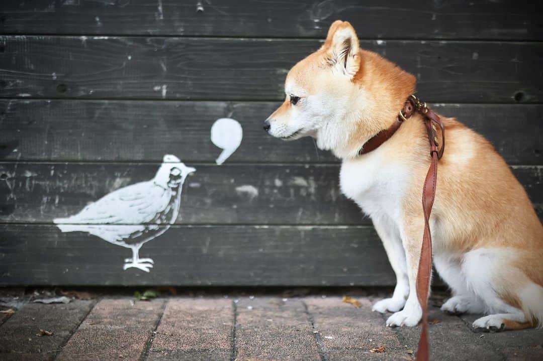 豆柴にこちゃんのグルメインスタ