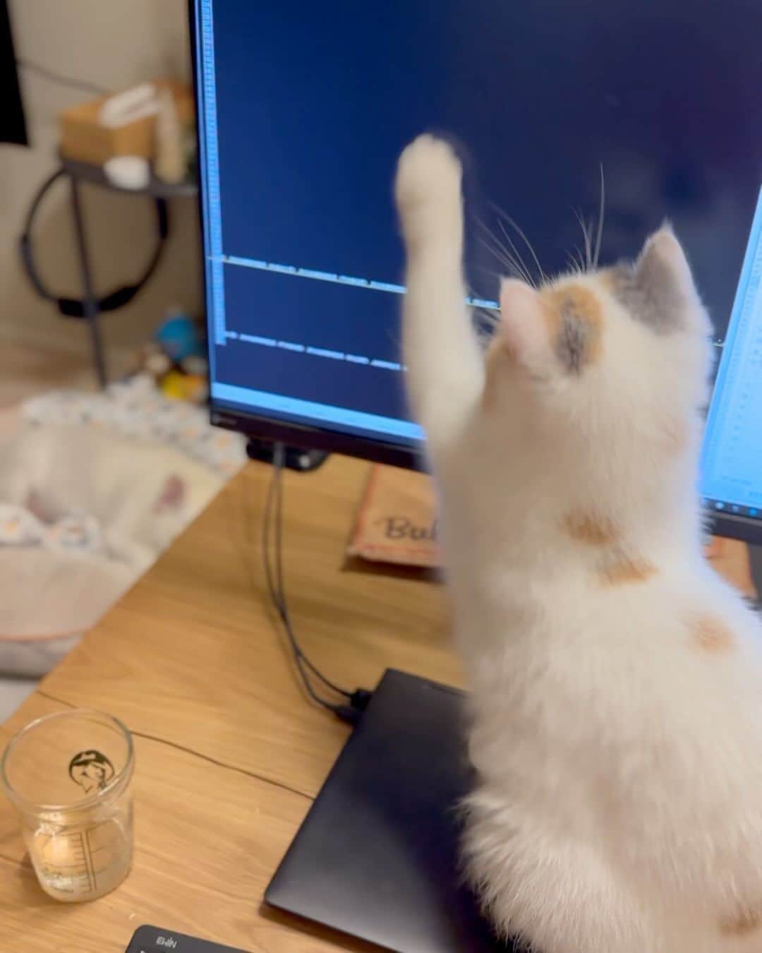 Udon うどんのインスタグラム：「仕事中に機敏な猫パンチみせつけてくる。 #先日のストーリー可愛かったので投稿にも  うどんは夢の中。」