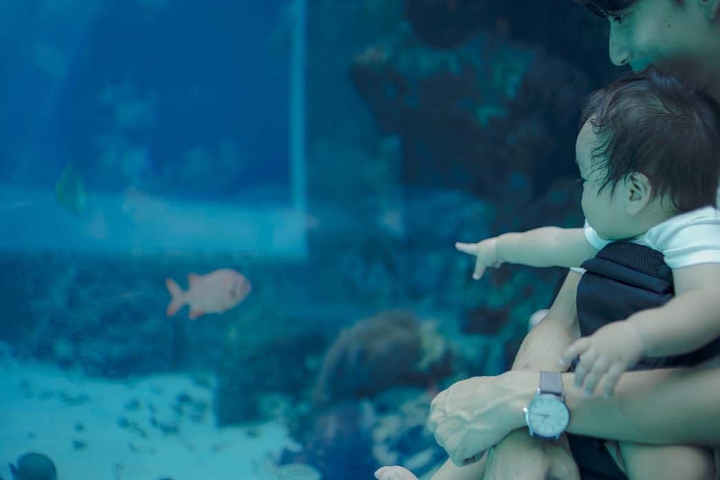 福田瞳さんのインスタグラム写真 - (福田瞳Instagram)「3回目？だっけかな。4回目だっけ。沖縄☺︎ #美ら海水族館 は初めて☺︎ ジンベイザメがおよぐ姿が圧巻だったなぁ。 うたはたくさん指さして🫵魚🐟を見てました。 まんまるな目で見てる姿がかわいかったな。  #沖縄旅行#家族旅行」9月30日 23時53分 - fukudahitomi610