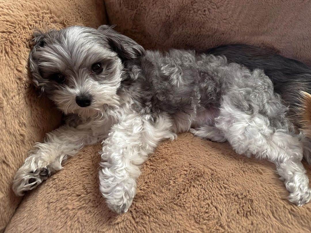 アシュレイ・ティスデイルのインスタグラム：「It’s Sushi Sue’s birthday 🎉🎂❤️ Sushi you are the most loving dog, You somehow know when one of us needs a little extra love and are always there. I love you so much smoosh 🍣」