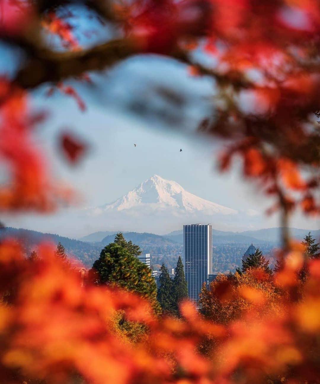 Portlandのインスタグラム：「Let’s make this the most liked photo in the history of this page! 15,000 likes is the mark to beat. 🍁  📸 by @jesse.brackenbury   #portland #pdx #portlandnw #portlandoregon」