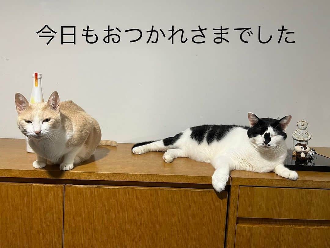 のインスタグラム：「お留守番ニャンズ😽🐱  @yucayuka7 が送ってくれました。 ユカチンありがとぉ 感謝♥️♥️  #れぇこともへじ #メッセージ付き #あゆみのお面に反応🤣 #シャイもへじ #甘え上手なれぇこ」