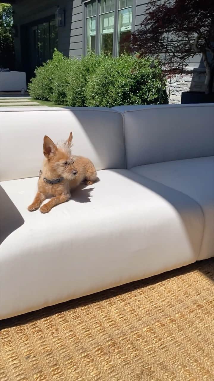 JEN ATKINのインスタグラム：「home is where Roo Roo likes to lounge in her favorite spot in the sun ☀️ (outdoor sofa & coffee table by @roveconcepts) #roveconcepts #ad」