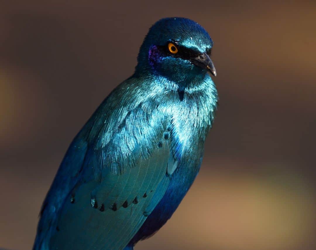 ナショナルジオグラフィックのインスタグラム：「Photo by Keith Ladzinski @ladzinski | The ultravibrant greater blue-eared starling shimmers in the midday sun at South Africa's Kruger National Park. Iridescence is a phenomenon characterized by a change in color when viewed from different angles, caused by diffracted or a scattering of light waves. It's common among a wide variety of bird species, but for this particular bird, it's brilliant.」