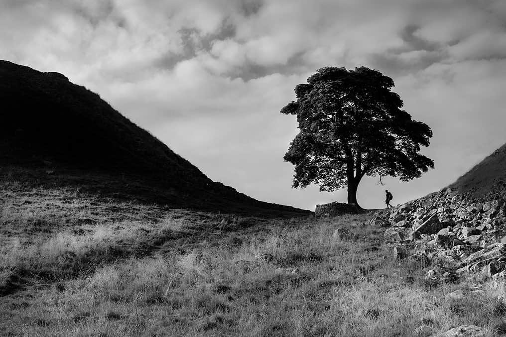 Robert Clarkさんのインスタグラム写真 - (Robert ClarkInstagram)「Still obsessively going over picture from the archive of Sycamore Gap…..the trail (80 miles long, runs along the wall that bisects the country)….I am  still dumbfounded that anyone could fell this tree. I had two trips for #NatGeo on two different stories, on on Roman Walks around the former Empire & the other on Anglo-Saxon Gold hoard which marked the ending of the Empire’s vast reach. As always thanks @wilhelmaj (for the assist on the Walls story) and @christopherfarber (for the work on the Gold Hoard gig).」10月1日 2時23分 - robertclarkphoto