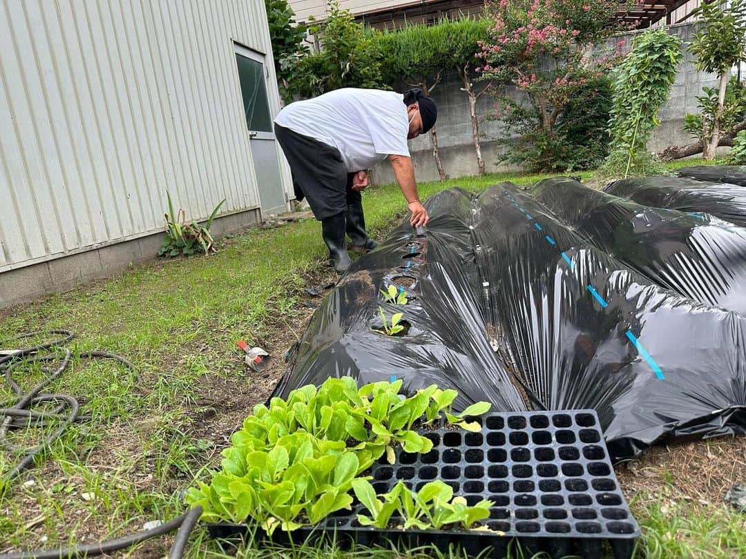 HIROのインスタグラム：「今日も元気に家庭菜園🥳  第一畑と依頼畑🤩  畑師匠と一緒🫡🫡🫡  #家庭菜園 #第一畑 #大根 #白菜 #キャベツ #和歌山県 #安田大サーカスHIRO」