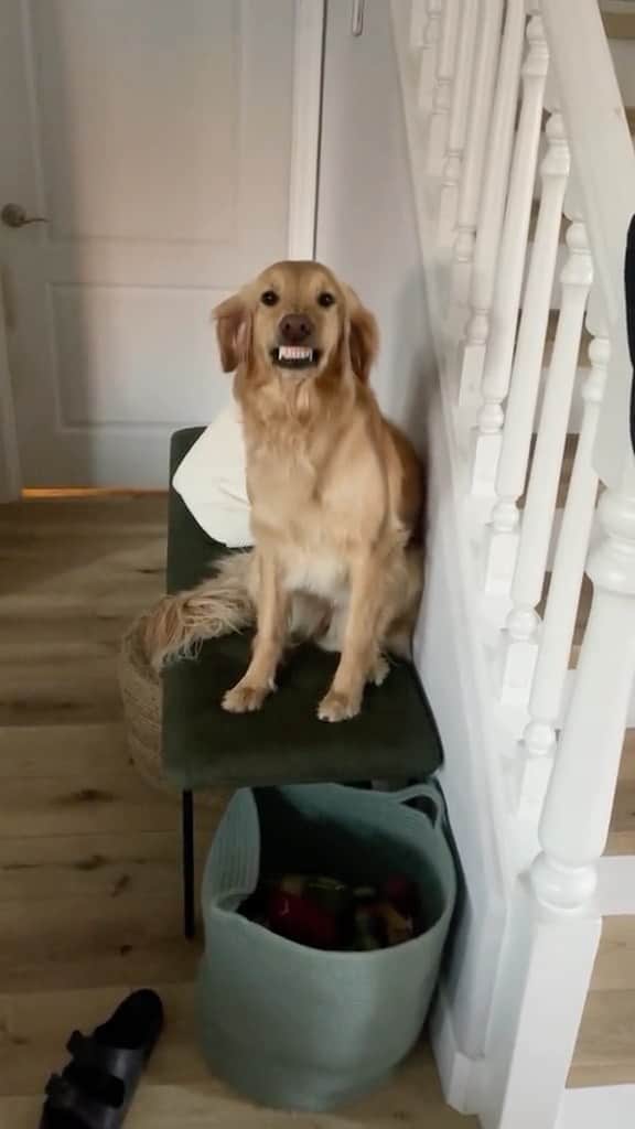 DogsOf Instagramのインスタグラム：「Looks innocent to us 😇 fetched with permission from @maddypuak   #innocent #naughtydoggy #funnydogs #dogsofinstagram」