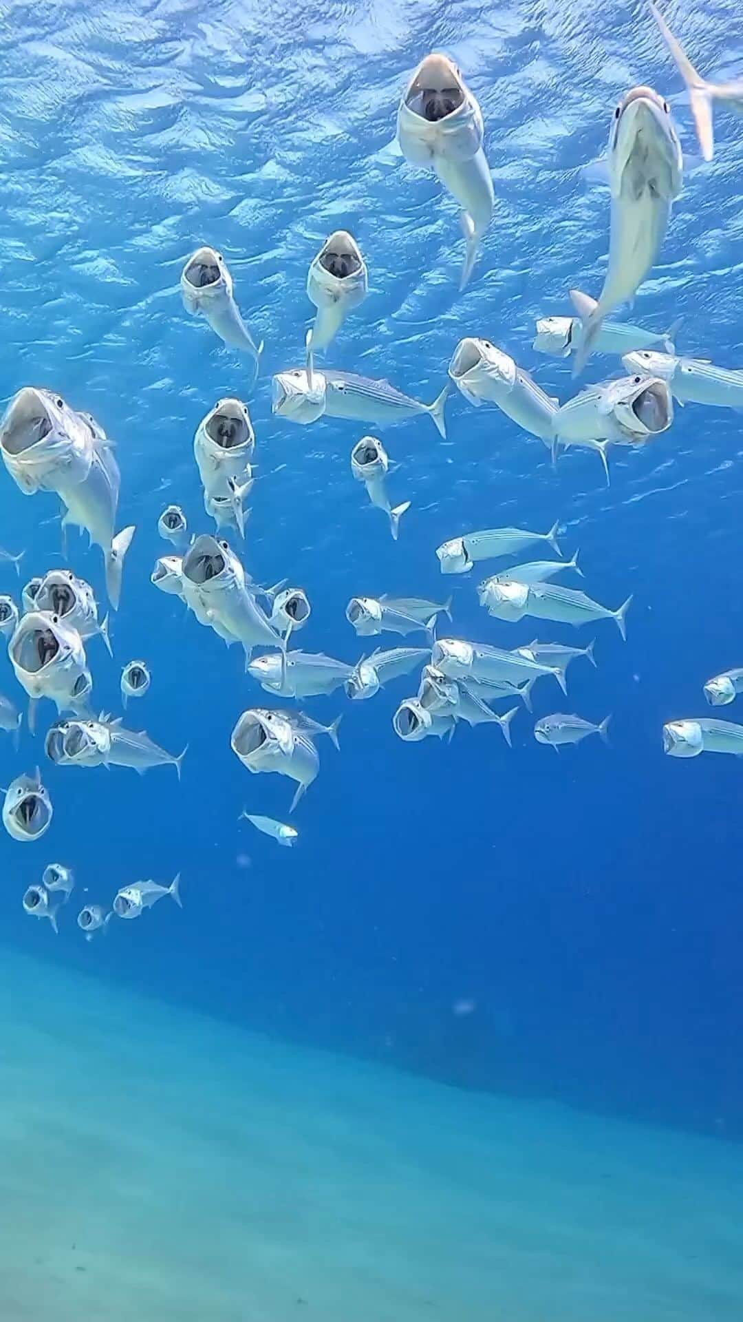 Earth Picsのインスタグラム：「@thecoraldefender - Indian mackerels primarily feed on plankton. As they forage, these schools of fish swim through plankton-rich areas with their mouths agape. Their primary diet consists of phytoplankton and tiny zooplankton, including diatoms, ostracods, and the larval stages of polycaetes.  🎥 by @thecoraldefender」