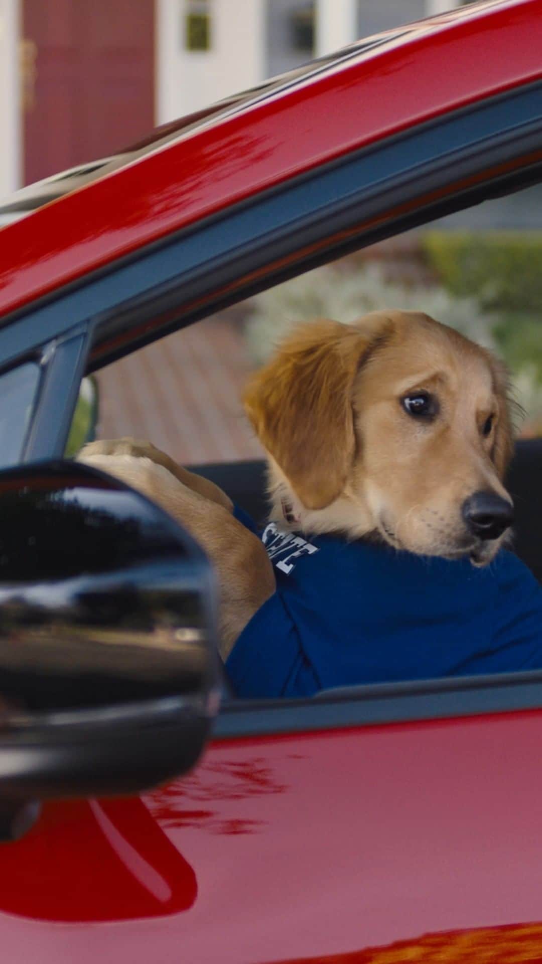 のインスタグラム：「Who can relate? #TheBarkleys #DogTestedDogApproved #SubaruImpreza」