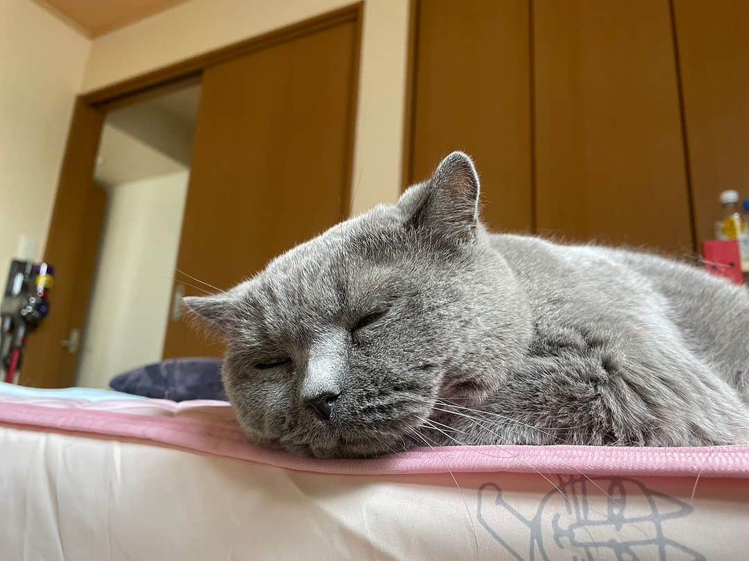 KAORUさんのインスタグラム写真 - (KAORUInstagram)「おはにゃん🤗  今日から10月 今日はガマンの1日😣  #ゆきさく がいるから大丈夫☺️  #諭吉と幸来 #猫のいる暮らし」10月1日 7時28分 - yukisaku_88