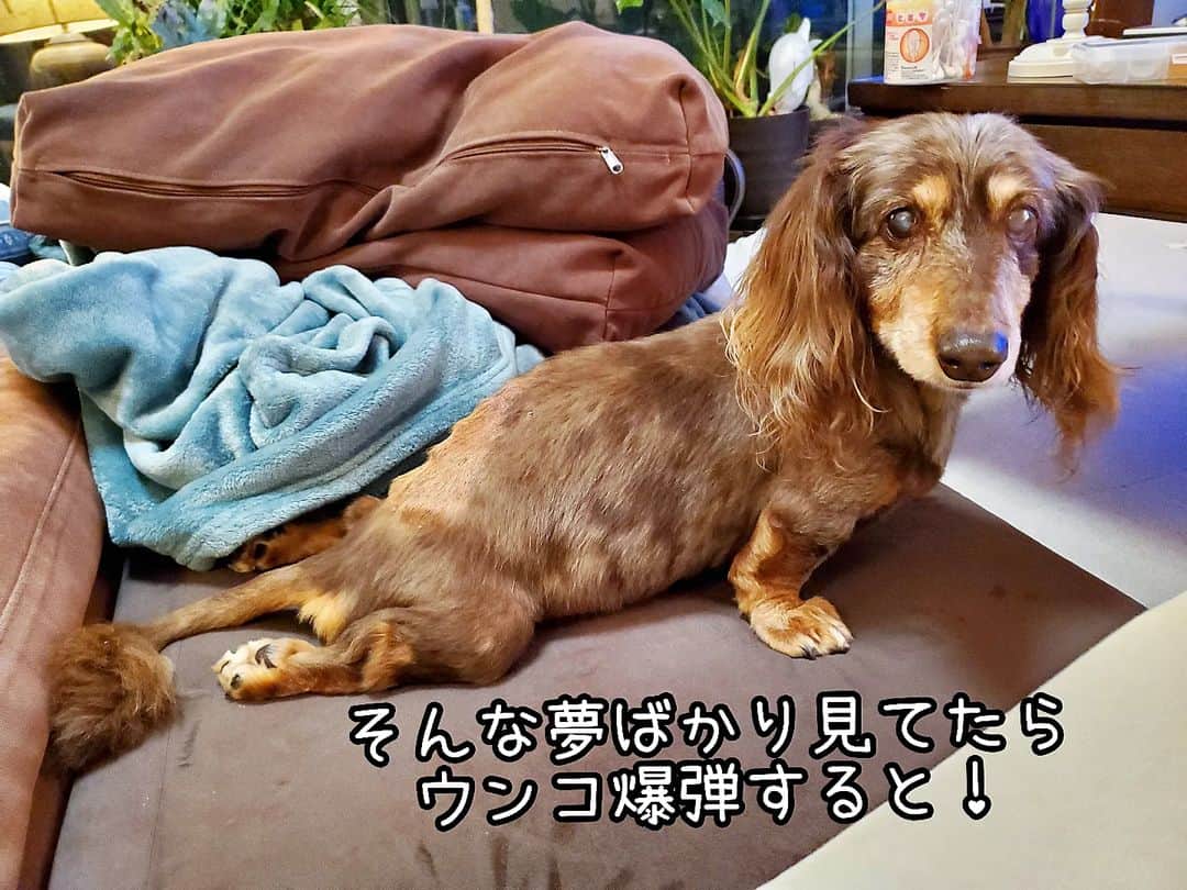 Erikaのインスタグラム：「そーだな。 . 大丈夫。 ホッピー大丈夫だよ。 . メソメソかーちゃんだけど あいかわらず日々ドジしながらも 頑張って進んでるよ。 進んでくよ！ . . . . . 皆さん沢山のコメントありがとう。 そっかそうだよな。 って思うことばかりで 今のかーちゃんの心の支えっす。 本当にありがとです！ . . ●ブログ更新 【お留守番犬・ホッピーの日々】 . . . #虹の橋 #虹組 #18歳8ヶ月と6日🌈 . ・････━━━━━━━━━━━････・ #ダックスフンド #ダックス #ミニチュアダックス #チョコダップル #dachshund #dachs #dog #dogstagram  #instadog #高齢犬 #一人と一匹 #お留守番犬 #留守番犬 #dogwheelchair #失明犬 #お留守番犬ホッピーの日々 #老犬 #シニア犬 #老犬ダックス #老犬との暮らし #ハイシニア犬 #虹組🌈 #虹組2023 #2004年組 ・････━━━━━━━━━━━････」