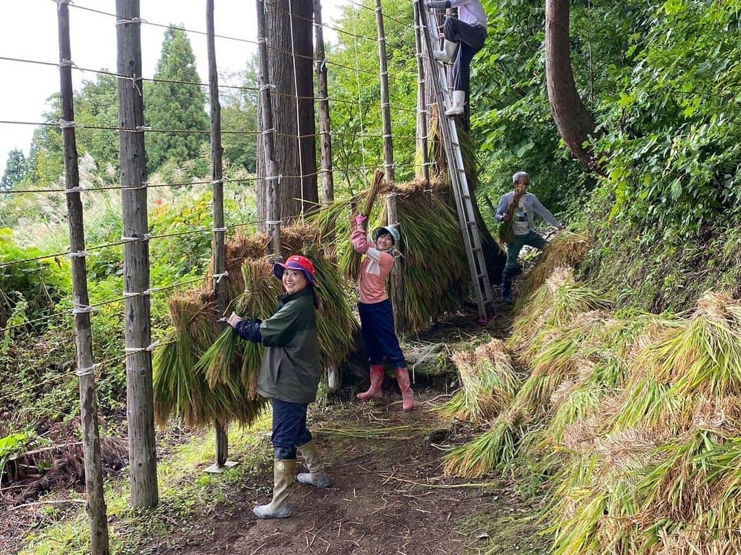 松本亜美さんのインスタグラム写真 - (松本亜美Instagram)「あすの新潟一番は自然派🌱 田んぼにコイして🌾 ついにコシヒカリの稲刈りです！  強力な助っ人 諸橋さんが今年は参戦してくださり、稲刈りに錦鯉の捕獲にハザ掛けに… 初めての作業だというのに、何でもこなしてしまう👀 さすが諸橋さん！！！と思うことばかりでした☺️  ハザかけにもご注目！ 去年は投げ方で苦労しましたが、今年は成長したと褒めていただきました♪おかげで翌日は全身筋肉痛になりましたが、嬉しい筋肉痛でした✨  いつもは棚田の美しさが一望できる場所が、稲の壁に変わりました。 圧倒される光景で新潟らしさを感じると同時に、雪消しから始まった今回のお米作りもここまで来たか！と感慨深いものがあります。  まだまだ気が抜けませんが、今年はどんな味に仕上がるのか、楽しみです🍚  私は遅めの夏休みをいただいておりますので、スタジオにいません⚠️  #teny #テレビ新潟  #夕方ワイド新潟一番  #自然派 #田んぼにコイして #農業女子  #稲刈り #はざかけ #おもてなし料理 #餅つき #鮎の塩焼き  #今回のラインナップです #アナウンサー  #諸橋碧アナウンサー #強力な助っ人  #松本亜美 #ひっそりと #夏休み です」10月1日 19時30分 - ami_matsumoto_teny