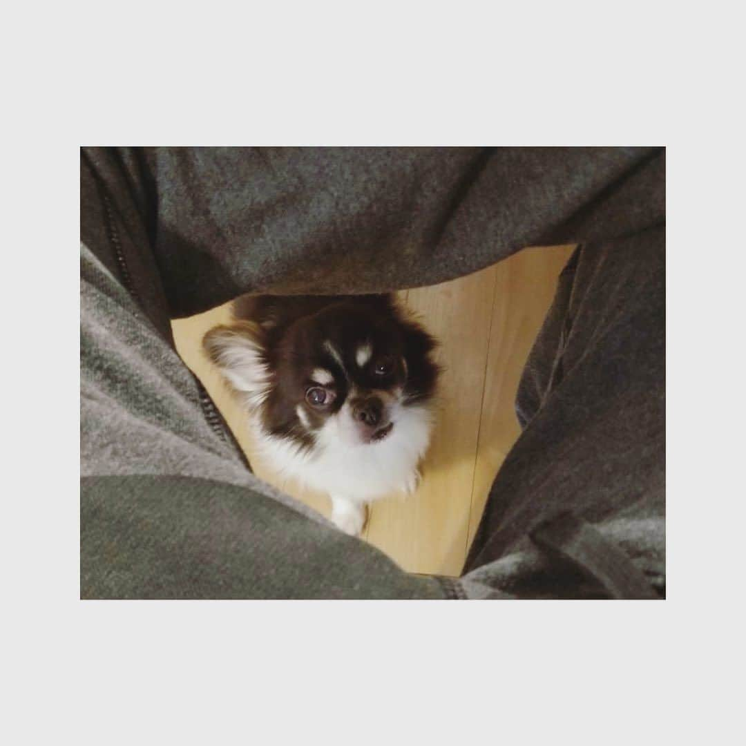 多和田えみのインスタグラム：「組んだ脚の隙間から覗きこんでくる🤣  #愛犬」