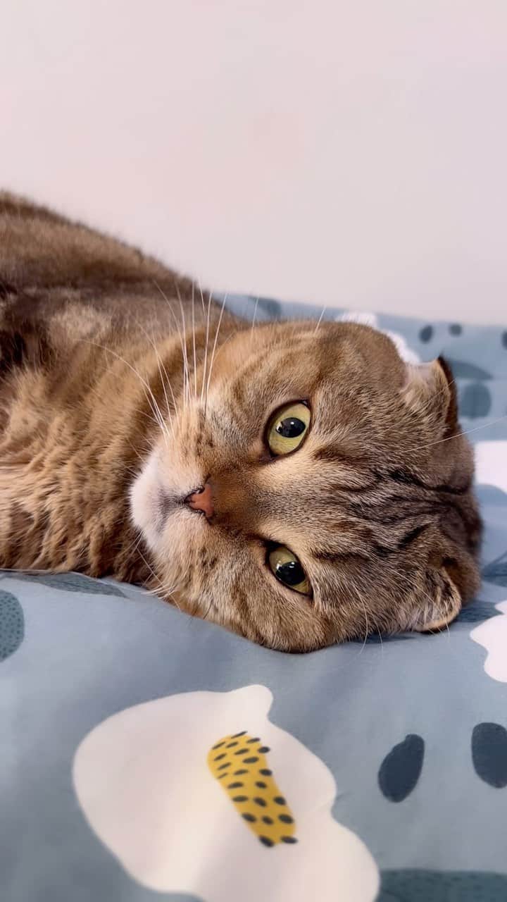 のインスタグラム：「Happy Caturday Cat Family, you are loved and appreciated. Thank you ❤️ #TheCatRapper #ASMR #TheCatRapper #CatMan #CatDad #CatMom #MoGang」