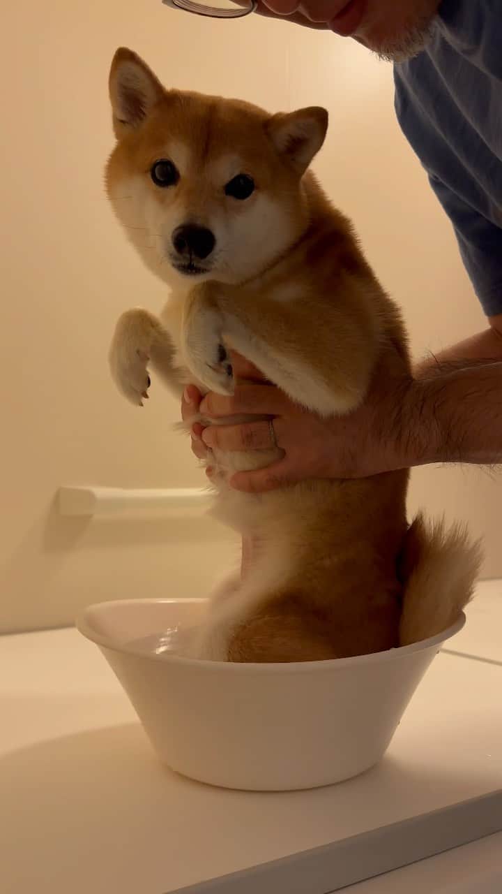 のインスタグラム：「🐶 にこの尻湯とたまの足湯♨️  にこはオチリをやたら舐めるし たまは脚が痒そうなので シャンプー入りのお湯に浸けてあげたよ。  たまは暴れるから苦戦😂  #柴犬#豆柴#mameshiba #shibastagram#japanphoto#shibainu#犬#shibainumania#犬のいる暮らし#shiba_snap#shibainupuppy#多頭飼い#dog#いぬすたぐらむ#puppy#dogstagram#instadog #doglover#pecoいぬ部#pecotv#いぬのきもち部#狗#子犬#barked#9gag#9gagpets#시바견」