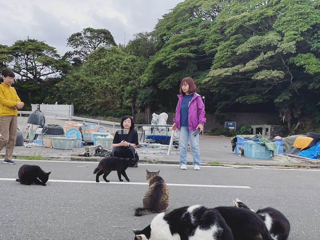 川上麻衣子さんのインスタグラム写真 - (川上麻衣子Instagram)「田代島で過ごしたで2日は、獣医の先生と島の猫たちを診て周る貴重な体験をしました。 そして東京に戻り、本日は千駄木2-31-3まいの間にて恒例の猫譲渡会が11時から16時まで。 そして17：30からは獣医師の佐藤亮一先生による猫楽塾。まだ少しお席がありますので、猫の習性を学びたい方は是非ご参加ください！お待ちしています！」10月1日 9時18分 - kawakami.maiko