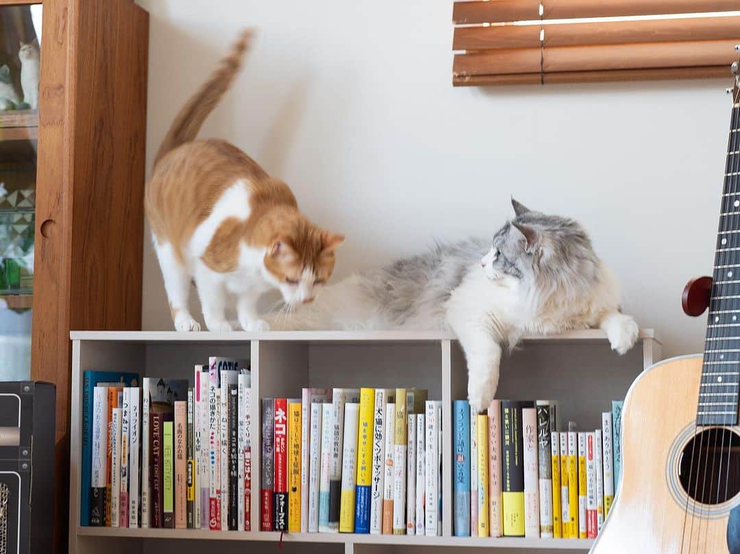 近藤研二のインスタグラム：「読書の秋というにはまだまだ暑い10月の始まり。本棚を買って猫の本だけを並べたのは実はカレンダーの1コマにどうかなと思って撮影したものなんだけれども、半端な生活感の露呈が恥ずかしくもあり実際には違う写真を採用した。  被写体がよくても背景によって公表できない写真や動画が沢山ありますよね〜、インスタ界でも。  「背景にこそ、その人の心が出る」ととある本で読みました。  #モイとウニ #近藤モイ #モイチン #モイ202308 #モイ8才3ヶ月 #近藤ウニ #uni #ウニ202308 #ウニ7歳2ヶ月 #ウニのシッポ #unitail」