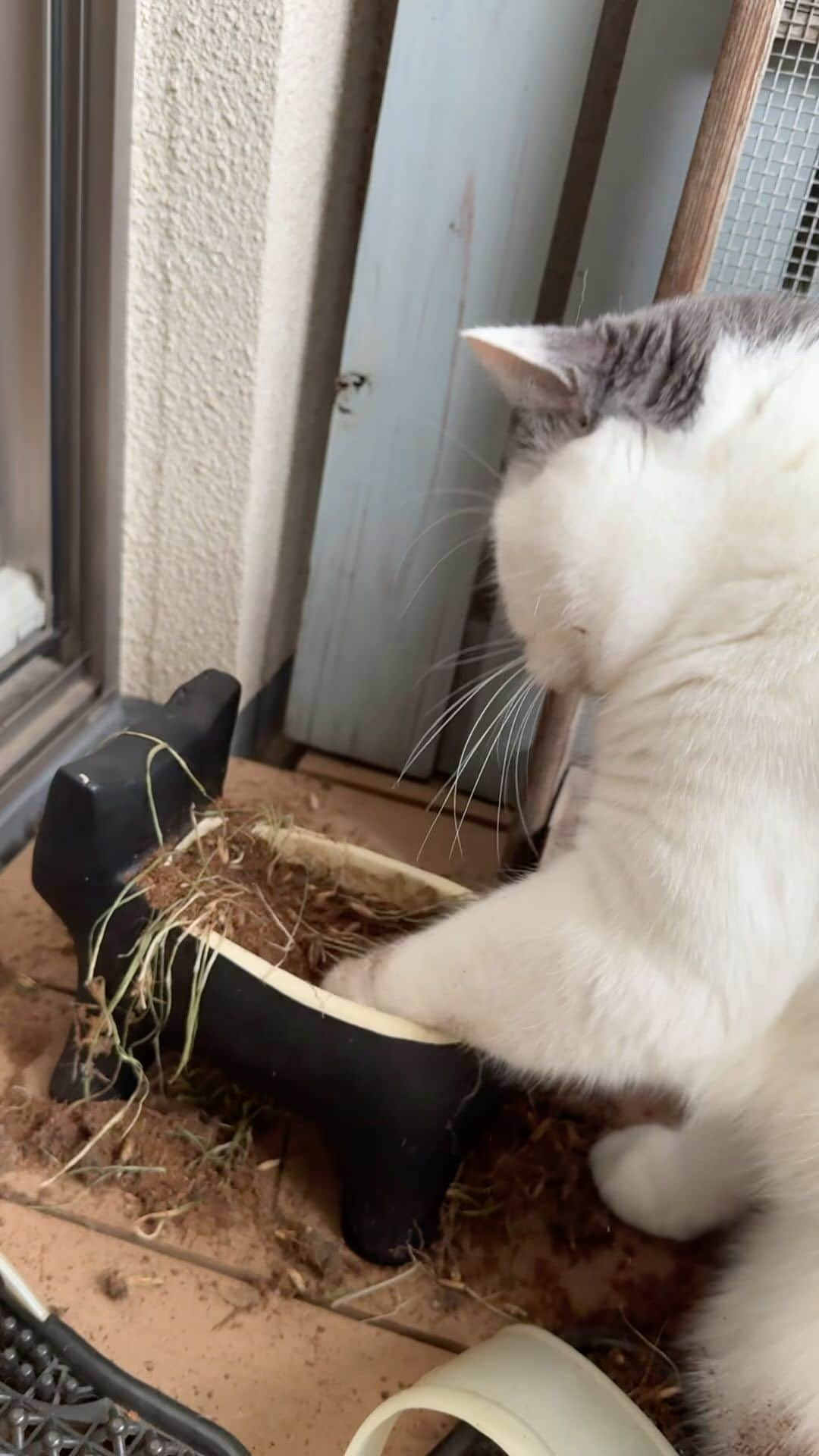 tomokoのインスタグラム：「草を食べ終わったので、 根っこがどうなってるか気になるようです。 楽しそうで何よりです。 足がドロドロです。 家の中が泥だらけです。  #植物学者 #らんまん  #ドラねねカツヲ #ブリティッシュショートヘア #britishshorthair #スコティッシュフォールド #scottishfold #猫 #ネコ #ペコねこ部 #ブリ商会 #猫山商事 #ねこのきもち #instacat #catstagram #instagramcats #catsofinstagram #ilovecats #catlover #catoftheday #cat #ヅラ猫部#猫とインテリア #ねこ #猫のいる生活 #catstagram_japan」