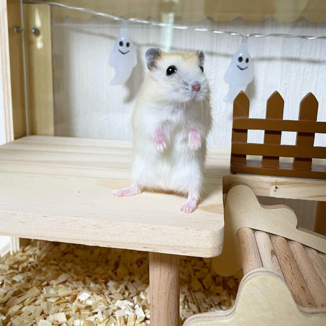 のインスタグラム：「おかーさんの気配(･ω･ = ･ω･)？  ゆずちゃん飼い主の気配がすると一生懸命立っちして探しまくります🐾だから立っちの写真ばっかり😂 ハムちゃんの立っちしてる時のお手手がおばけポーズみたいで可愛くて大好き🤭👻  今日から10月🎃🦇🕸 今月もゆるっと更新していくのでよろしくお願いします🤗🐹 2023.10.1 ✼••┈┈••✼••┈┈••✼••┈┈••✼••┈┈••✼  #ハムスターゆず#ハムスター#ジャンガリアンハムスター#ジャンガリアン#ジャンガリアンプディング#プディングジャンガリアン#イエロージャンガリアン#ふわもこ部 #モフモフ#ペット#親バカ部 #hamster#djungarian#hamstagram#hammy#happy_pets#PET_OF_OUR_WORLD#igersjp#ig_japan#instapet#weeklyfluff#kawaii#cute#仓鼠#정글리안#햄스터」