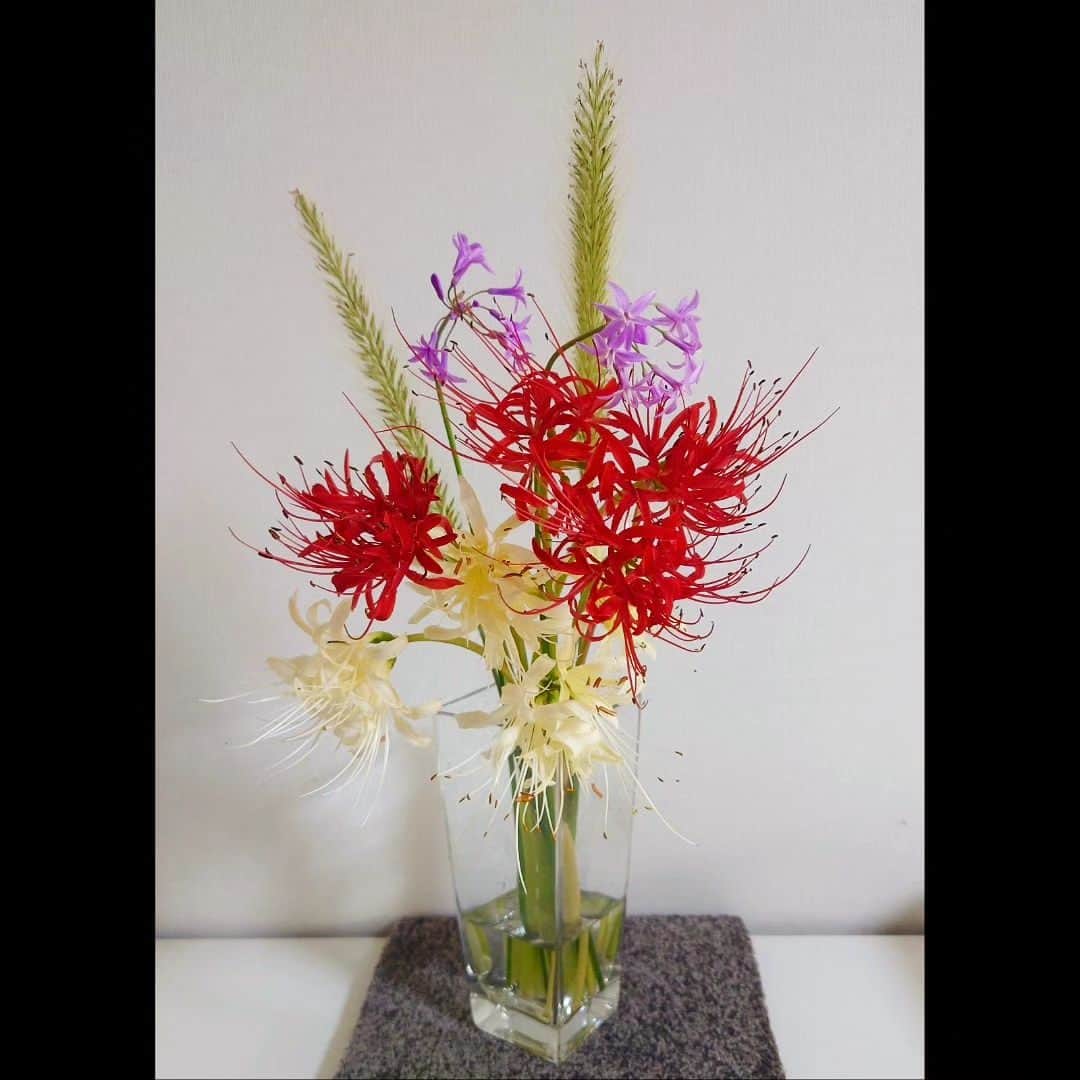 reikei0523さんのインスタグラム写真 - (reikei0523Instagram)「#花の定期便 #霽れと褻#リコリス#Lycoris #彼岸花 は実家の周辺にも秋になるとたくさん咲いていて、赤の集合体の迫力が何となく怖く、負のイメージが強かったけど、今月の定期便を機に生産者の方の思いを知り印象を変えてみる。確かに繊細で美しいフォルム🥀 友人からの贈り物#花と新聞の定期便#ハレとケ 。今回で3回目。毎月の癒やし♥#ツルバキア#ペニセタム」10月1日 11時48分 - rerei0523