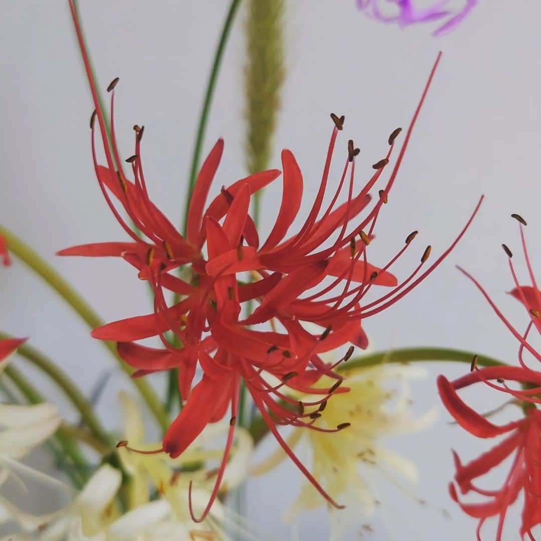 reikei0523さんのインスタグラム写真 - (reikei0523Instagram)「#花の定期便 #霽れと褻#リコリス#Lycoris #彼岸花 は実家の周辺にも秋になるとたくさん咲いていて、赤の集合体の迫力が何となく怖く、負のイメージが強かったけど、今月の定期便を機に生産者の方の思いを知り印象を変えてみる。確かに繊細で美しいフォルム🥀 友人からの贈り物#花と新聞の定期便#ハレとケ 。今回で3回目。毎月の癒やし♥#ツルバキア#ペニセタム」10月1日 11時48分 - rerei0523