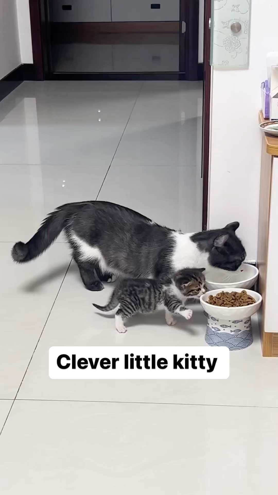 Cute Pets Dogs Catsのインスタグラム：「Clever little kitty   Credit: adorable @哈婆婆 | DY ** For all crediting issues and removals pls 𝐄𝐦𝐚𝐢𝐥 𝐮𝐬 ☺️  𝐍𝐨𝐭𝐞: we don’t own this video/pics, all rights go to their respective owners. If owner is not provided, tagged (meaning we couldn’t find who is the owner), 𝐩𝐥𝐬 𝐄𝐦𝐚𝐢𝐥 𝐮𝐬 with 𝐬𝐮𝐛𝐣𝐞𝐜𝐭 “𝐂𝐫𝐞𝐝𝐢𝐭 𝐈𝐬𝐬𝐮𝐞𝐬” and 𝐨𝐰𝐧𝐞𝐫 𝐰𝐢𝐥𝐥 𝐛𝐞 𝐭𝐚𝐠𝐠𝐞𝐝 𝐬𝐡𝐨𝐫𝐭𝐥𝐲 𝐚𝐟𝐭𝐞𝐫.  We have been building this community for over 6 years, but 𝐞𝐯𝐞𝐫𝐲 𝐫𝐞𝐩𝐨𝐫𝐭 𝐜𝐨𝐮𝐥𝐝 𝐠𝐞𝐭 𝐨𝐮𝐫 𝐩𝐚𝐠𝐞 𝐝𝐞𝐥𝐞𝐭𝐞𝐝, pls email us first. **  #sleepingkitty #instakitties #kittycuddles  #catladylife #catsareawesome」