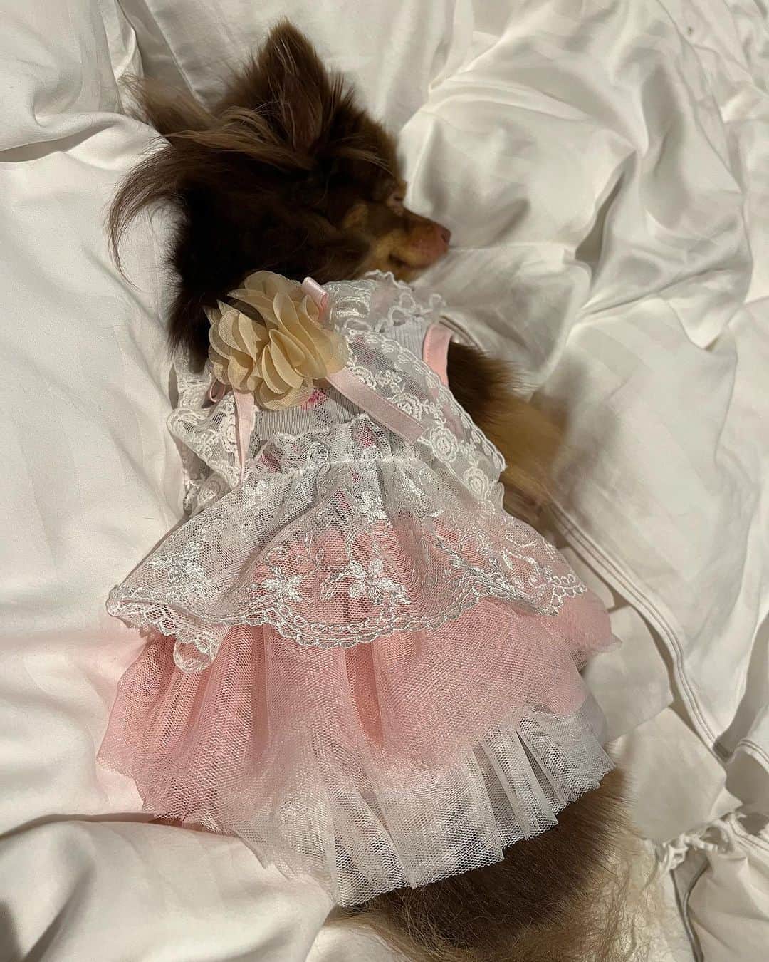 栗田恵美さんのインスタグラム写真 - (栗田恵美Instagram)「本日は「animal pic festa」最終日〜！！！  ファンの方がわざわざこんなに遠くまでわんちゃんを連れてきてくれたり、本当に本当に感謝の気持ちでいっぱいです。  ありがとう。  たぬきちゃんもオシャレして大はしゃぎしたので、今はホテルのベットで爆睡してます。」10月1日 21時39分 - kurita__emi
