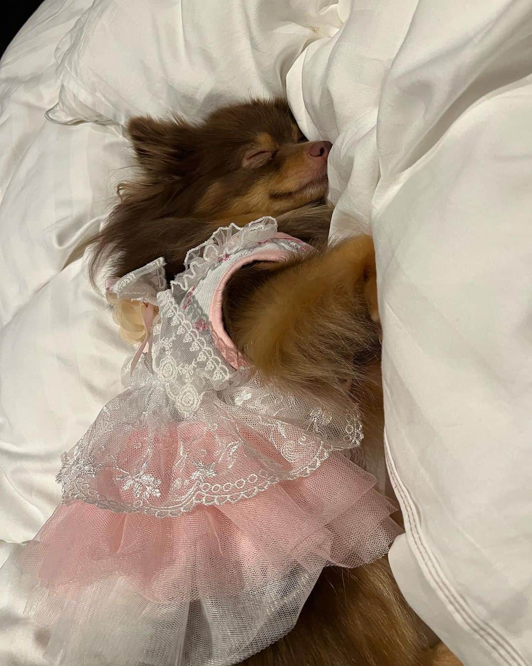 栗田恵美さんのインスタグラム写真 - (栗田恵美Instagram)「本日は「animal pic festa」最終日〜！！！  ファンの方がわざわざこんなに遠くまでわんちゃんを連れてきてくれたり、本当に本当に感謝の気持ちでいっぱいです。  ありがとう。  たぬきちゃんもオシャレして大はしゃぎしたので、今はホテルのベットで爆睡してます。」10月1日 21時39分 - kurita__emi