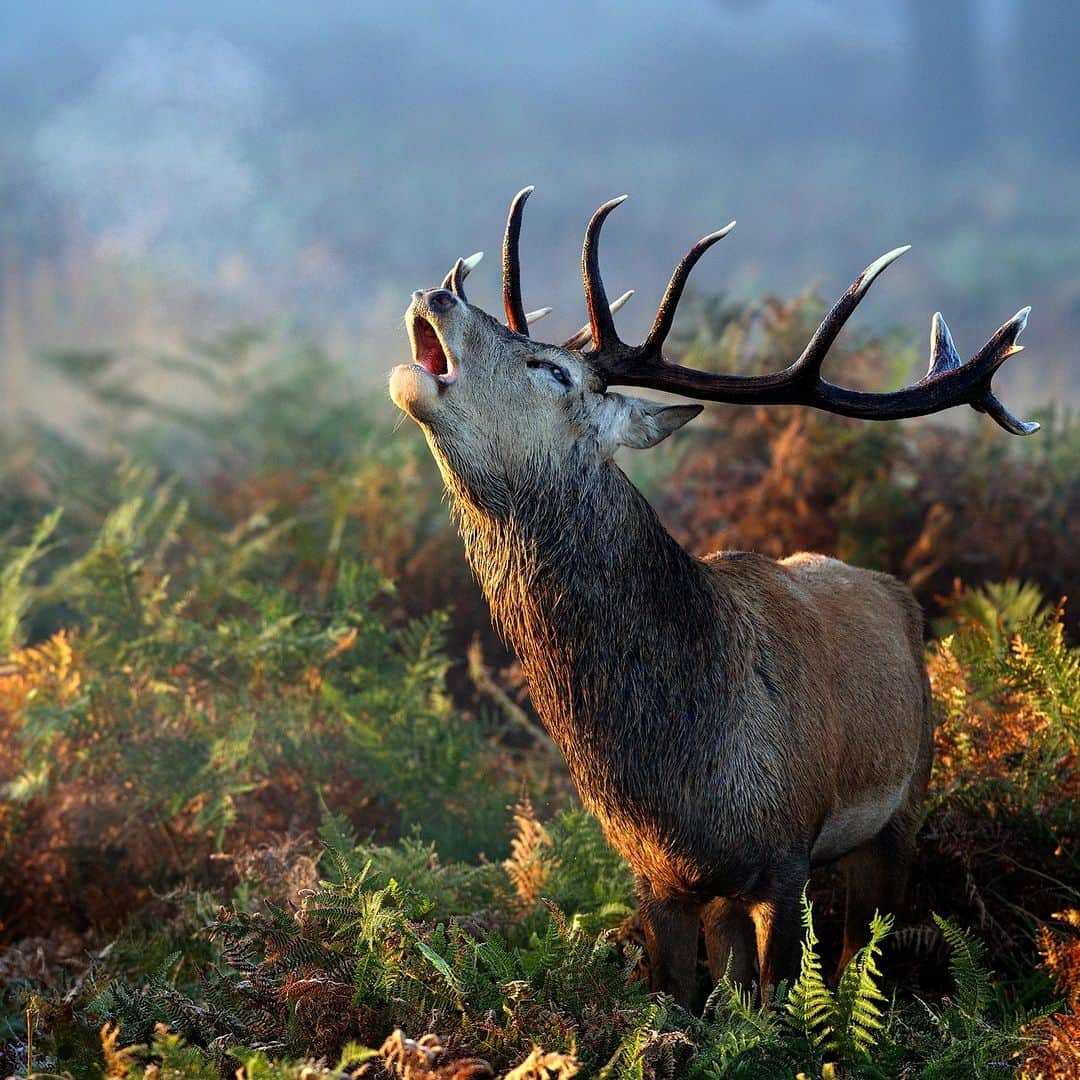 アニマルプラネットのインスタグラム：「What song is he singing? Tell us in the comments ⬇  A red #deer stag calls out to potential mates on a misty #fall morning in Great Britain. 🦌  📷: Mark Bridger  #animals #autumn」