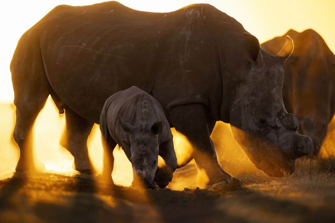 ナショナルジオグラフィックのインスタグラム：「Photos by @brentstirton | Conservation NGO African Parks recently took over management of the world’s largest and most genetically diverse rhino breeding operation. The nonprofit now controls just over 2,000 rhinos, an endangered species that has lost 68% of its numbers in the past 12 years from poaching. A little more than 22,000 rhinos remain in Africa today.   African Parks plans to relocate the rhinos now in its care—and currently housed on the world's largest rhino farm, a 21,000-acre spread in South Africa—to safe habitats all over Africa and possibly the world. African Parks sees this as a moral imperative, but it is an awesome responsibility, with huge challenges to continue running the supplementary-feeding program, security apparatus, wildfire protection, and veterinary care for these rhinos. Then there are the massive ongoing relocation costs to come; huge cargo planes will be necessary. Vets from all over Africa will come to the farm to learn from the world’s foremost white rhino vet, Michelle Otto. Many likely relocation options have no recent experience with these animals, so the farm will function as a repository of knowledge to better understand their needs.   Veterinary nurse Claudia Andrione cares for 89 orphans, from babies on milk to weaned juveniles, among them a rhino called Achilles with a prosthetic leg. The supplementary-feeding operation (shown in the third image) ensures that each rhino on the farm receives an average of 10 kg of extra nutrition every day. This is grown and prepared on the farm to ensure the health of the rhinos when conditions are dry. Wildfire, as seen in the fourth image, is a constant threat, and outside of this farm, rhino killings continue unabated. The security team in the last image is one of four that patrol through the night for poachers. It is the hope of African Parks that this massive relocation over the next 10 years will help save the species for a more enlightened time. Read the full story at the link in bio.」