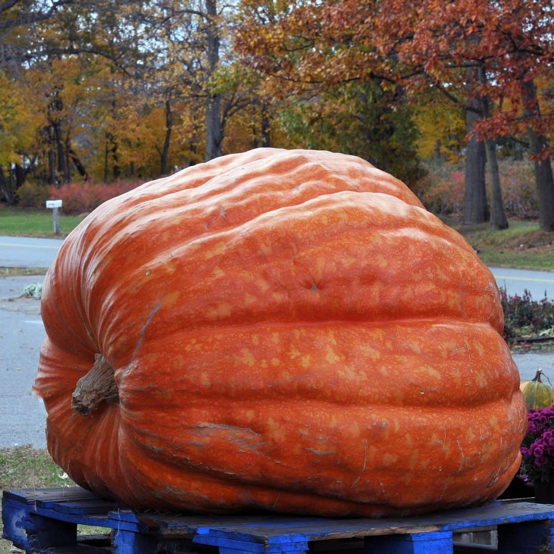 アメリカ自然史博物館のインスタグラム：「What’s the best way to kick off October? With pumpkins, of course! 🎃 Did you know that pumpkins are fruits? The flowering plants that bear pumpkins are native to the Americas and are part of the family that includes watermelon, cucumbers, and zucchini. As angiosperms, pumpkin plants rely heavily on insects like bees to help transfer pollen from male flowers to female flowers. Pumpkins come in all sizes: In 2021, a farmer in Tuscany, Italy, showcased a 2,702-lb- (1,226-kg-) pumpkin—the heaviest one to date—at Italy's Lo Zuccone (the pumpkin) championship!  Photo: Linnaea Mallette, CC0, Public Domain Pictures #nature #amazingnature #pumpkins #fall #fallseason #didyouknow」