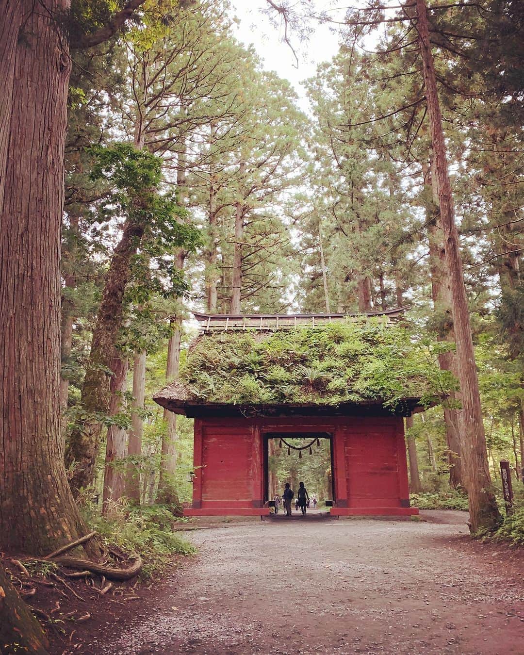 Rie fuのインスタグラム：「Spirited away to this mystical shrine in the mountains - Togakushi, Nagano. Where the ancient Gods and Goddesses danced and brought back light to this world.  週末は長野市戸隠（とがくし）神社へ⛩️ 奥社への40分のハイキング（後半はハードな登山）参道コース、行き着いたのは意外と小さな神社だったけど、道のりが最高に神秘的。個人的には伊勢神宮並みのパワースポットでした🔋 #長野　#長野観光　#戸隠神社奥社 #パワースポット　#japantravel #nagano #spiritual #japaneseshrinemaiden」