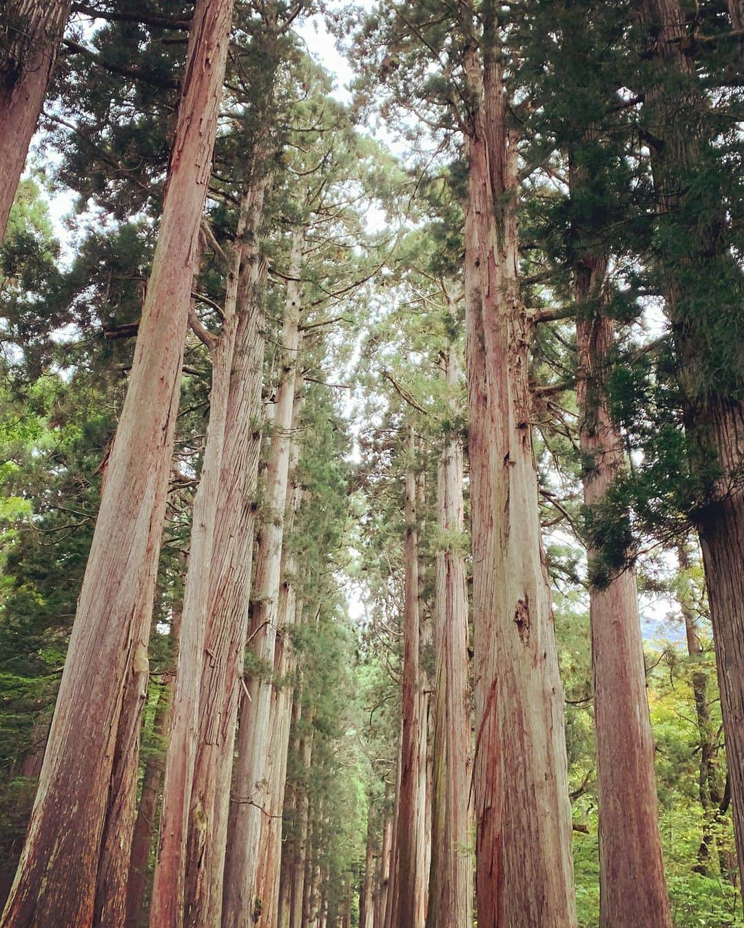 Rie fuさんのインスタグラム写真 - (Rie fuInstagram)「Spirited away to this mystical shrine in the mountains - Togakushi, Nagano. Where the ancient Gods and Goddesses danced and brought back light to this world.  週末は長野市戸隠（とがくし）神社へ⛩️ 奥社への40分のハイキング（後半はハードな登山）参道コース、行き着いたのは意外と小さな神社だったけど、道のりが最高に神秘的。個人的には伊勢神宮並みのパワースポットでした🔋 #長野　#長野観光　#戸隠神社奥社 #パワースポット　#japantravel #nagano #spiritual #japaneseshrinemaiden」10月1日 22時03分 - riefuofficial