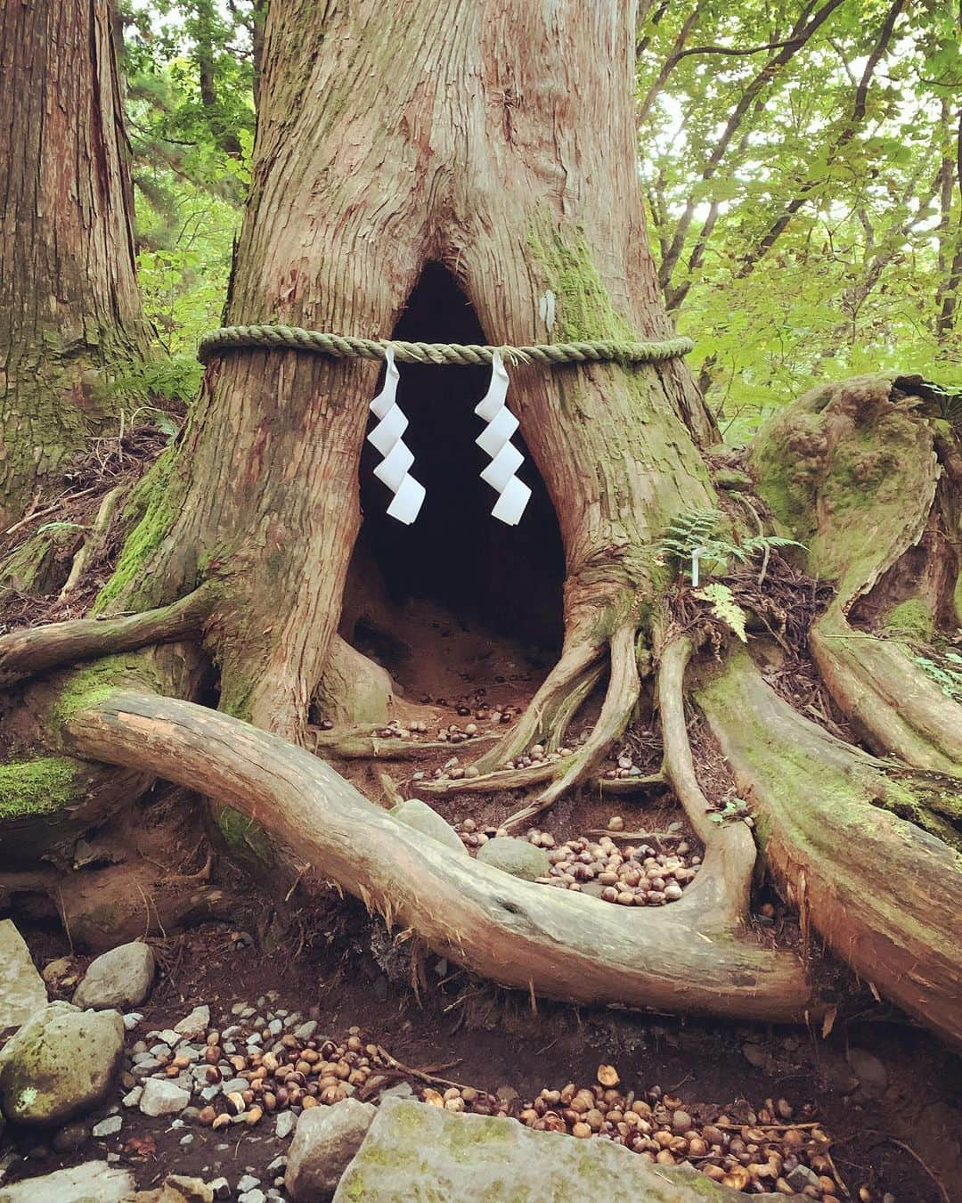 Rie fuさんのインスタグラム写真 - (Rie fuInstagram)「Spirited away to this mystical shrine in the mountains - Togakushi, Nagano. Where the ancient Gods and Goddesses danced and brought back light to this world.  週末は長野市戸隠（とがくし）神社へ⛩️ 奥社への40分のハイキング（後半はハードな登山）参道コース、行き着いたのは意外と小さな神社だったけど、道のりが最高に神秘的。個人的には伊勢神宮並みのパワースポットでした🔋 #長野　#長野観光　#戸隠神社奥社 #パワースポット　#japantravel #nagano #spiritual #japaneseshrinemaiden」10月1日 22時03分 - riefuofficial