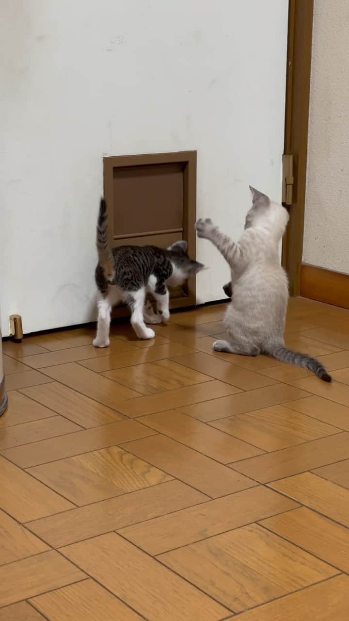 やふのインスタグラム：「キナ男の葛藤をご覧ください😂 猫ドアの使い方も、京太を見てあっという間に覚えてしまった子猫たち。でもまだ力がないから、弾力のあるドアにお手てを挟んじゃうことも。挟んじゃった直後のキナ男がコレです。怖がってなかなか出れないの可愛すぎる。 . #cat #neko #catlovers #catsofinstagram #catstagram #instacat #猫 #ねこ #ネコ #保護猫」