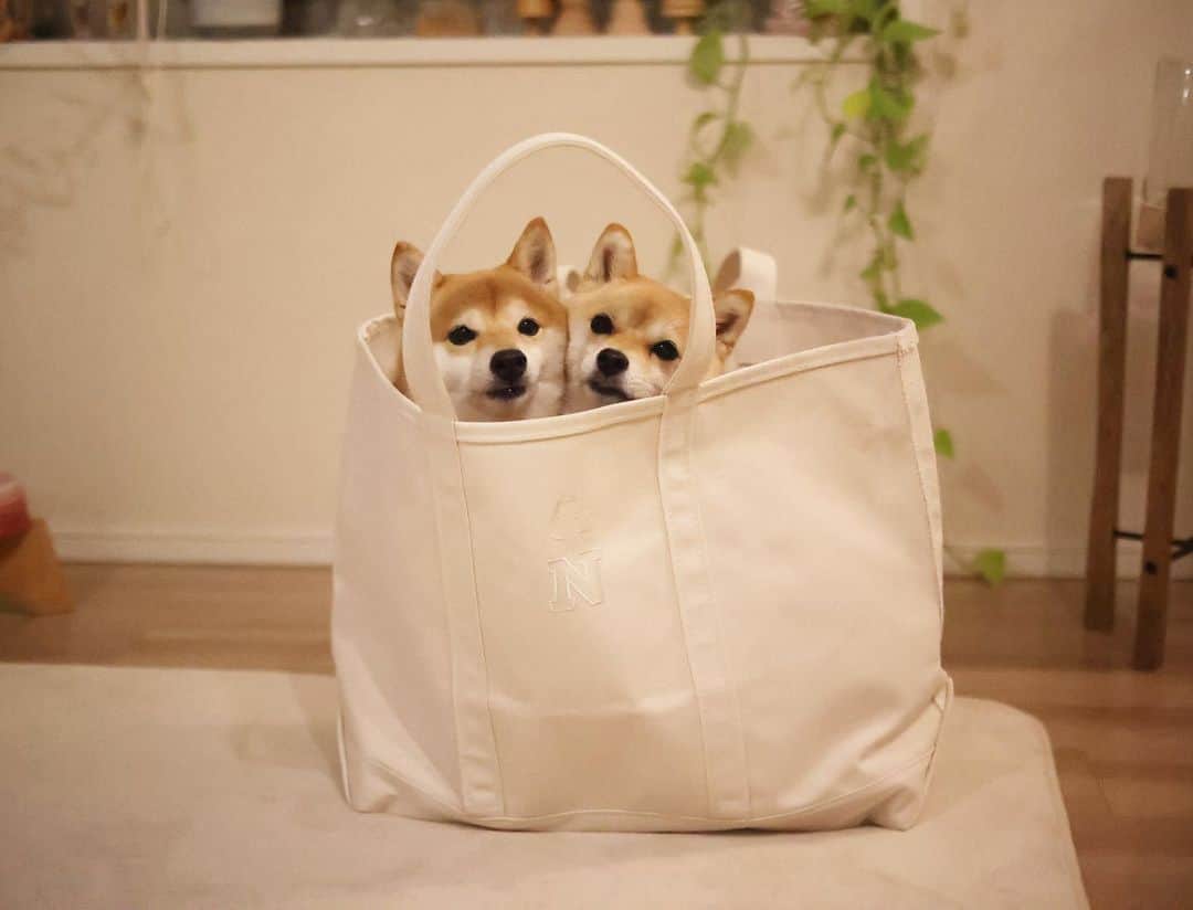 豆柴にこちゃんのインスタグラム：「🐶 L.L.Beanのトートバッグ、 家でも入ってみた！  にこ5kg、たま4kgならすっぽり入るよ  イニシャルはこの柴マーク入りだと 1文字しか入れられないよ。  NかTか迷ったけど にこが師匠なので師匠に合わせてNに。 （何気に飼い主のイニシャルにもNがある😆）  #柴犬#豆柴#mameshiba #shibastagram#japanphoto#shibainu#犬#shibainumania#犬のいる暮らし#shiba_snap#shibainupuppy#多頭飼い#dog#いぬすたぐらむ#puppy#dogstagram#instadog #doglover#pecoいぬ部#pecotv#いぬのきもち部#狗#子犬#barked#9gag#9gagpets#시바견」