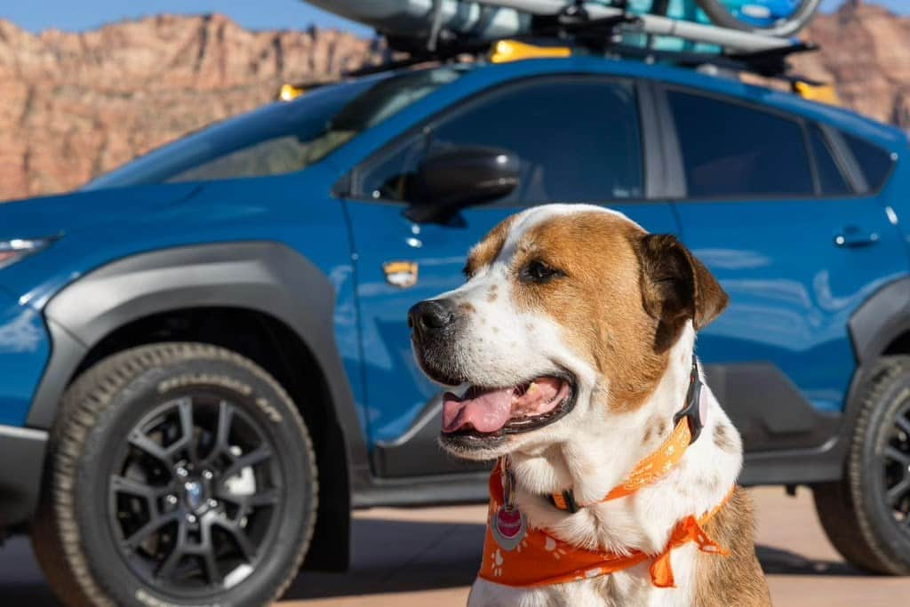 Subaru of Americaさんのインスタグラム写真 - (Subaru of AmericaInstagram)「All month we are celebrating our favorite furry friends through #SubaruLovesPets. Tag us in your Subaru pet photos for a chance to be featured.​  (📸: @capitolsunset, 🐕: Subaru Employee @colemeetscars)」10月1日 23時00分 - subaru_usa