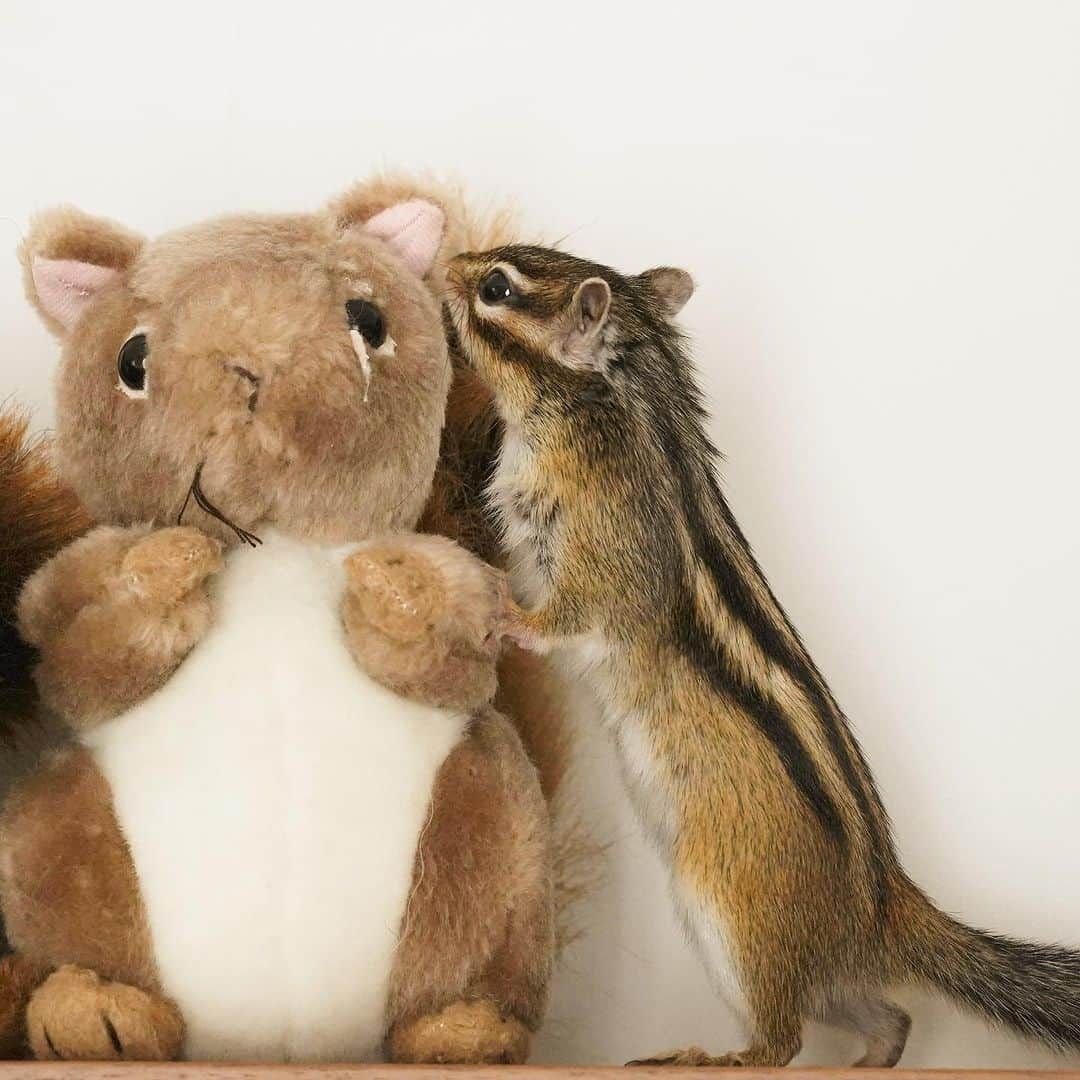 ビッケ & トッドのインスタグラム：「#Sophie  who is taller？  背比べ🐿️🐿️  #chipmunk #シマリス #リス」