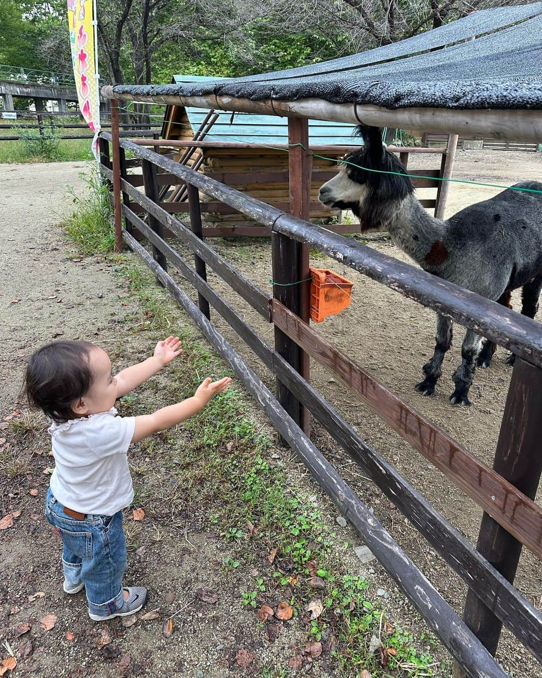 徳重杏奈さんのインスタグラム写真 - (徳重杏奈Instagram)「🐄 友人家族との那須旅行に続いて 先月はじいじばあばと一緒に那須へ✨ ⁡ #りんどう湖ファミリー牧場 （1-5） ⁡ #那須ワールドモンキーパーク （6-8） ⁡ 宿泊したウェルカムベビーの宿 #ロイヤルホテル那須 （9.10） ⁡ どこも1歳児連れが 快適に楽しく過ごせるところでした☺️ ⁡ ⁡ ⁡ #子連れ那須 #1y8m」10月1日 23時02分 - anna.tokushige