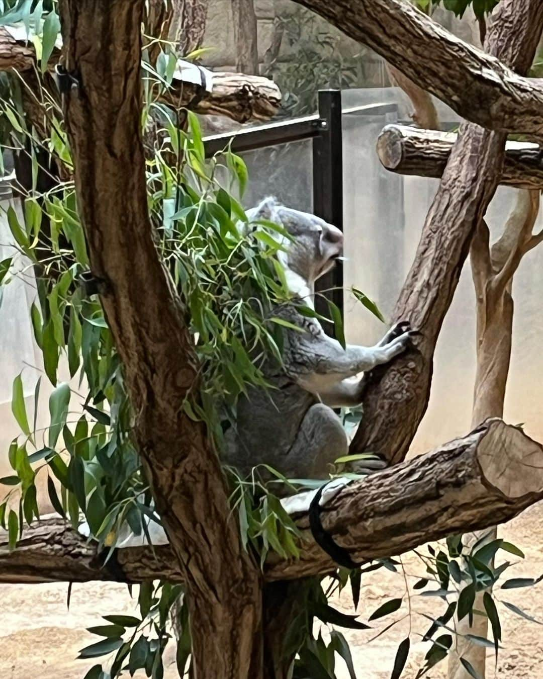 ムッシュピエールさんのインスタグラム写真 - (ムッシュピエールInstagram)「名古屋の東山動植物公園に来たざます。 珍しくコアラがユーカリを食んだり地面に降りて歩いてる姿が見れました。それにイケメンゴリラことシャバーニ君にも会えました。僕よりイケメンでした。コアラ推しなのでラーメンのナルトもコアラ。 そしてキリ、、ん？にも会いました。（本物もちゃんといます） #東山動植物園  #コアラ #イケメンゴリラシャバーニ」10月1日 14時03分 - m.pierr