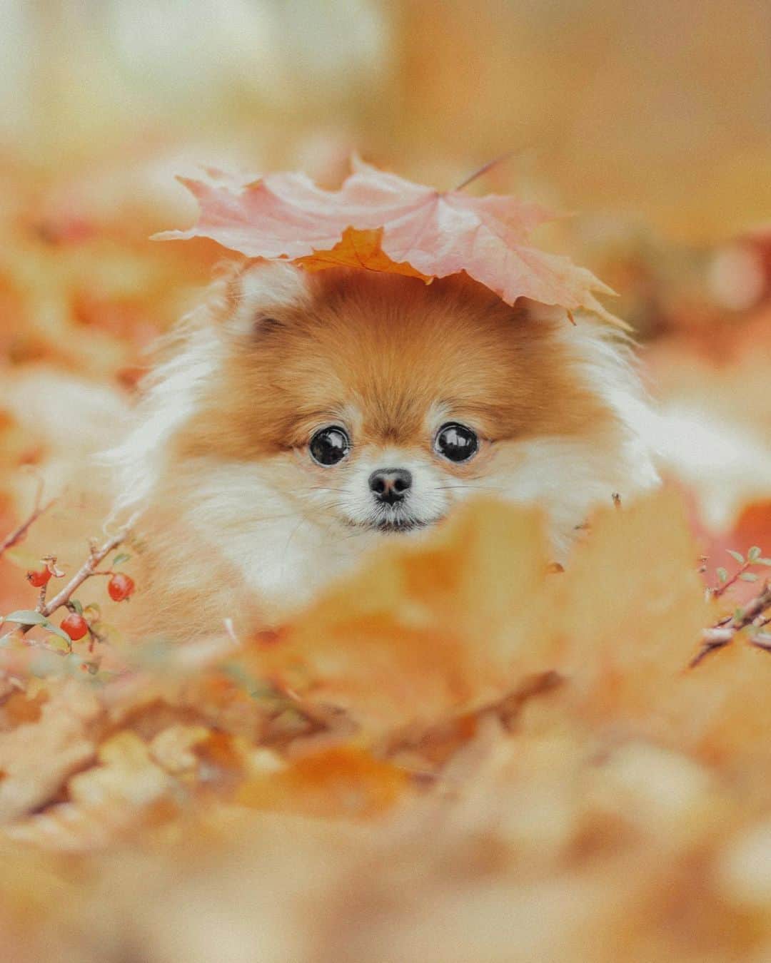 8crapさんのインスタグラム写真 - (8crapInstagram)「Two little fall angels - 📷 @missyminzi - #barked #dog #doggo」10月1日 14時30分 - barked