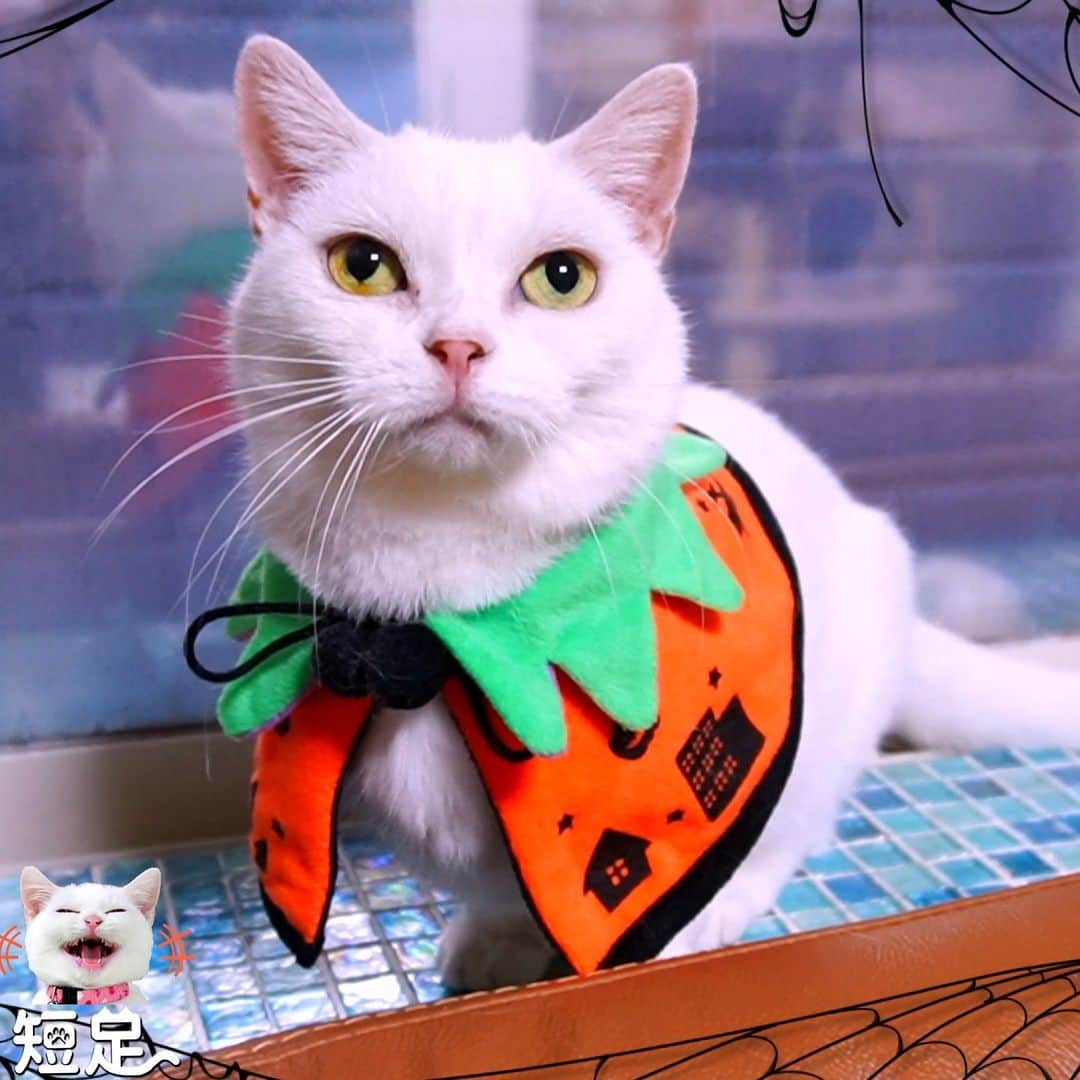 Len Cynthiaのインスタグラム：「10月になったら早々にハロウィン準備しちゃうよね！ #lovelycat #猫 #もふもふ猫 #短足　#petsgram #instacat #catlover　 #マンチカン #ねこ #cat #neko #白猫 #猫動画 #Munchkin #Munchkincat #catlover #pet　 #猫好き #ジェネッタ #ベンガル　#子猫　#可愛い #catstagram #にゃんすたぐらむ #ねこ部  #shortlegs #adorable #fluffycat #fluffy #Halloween」