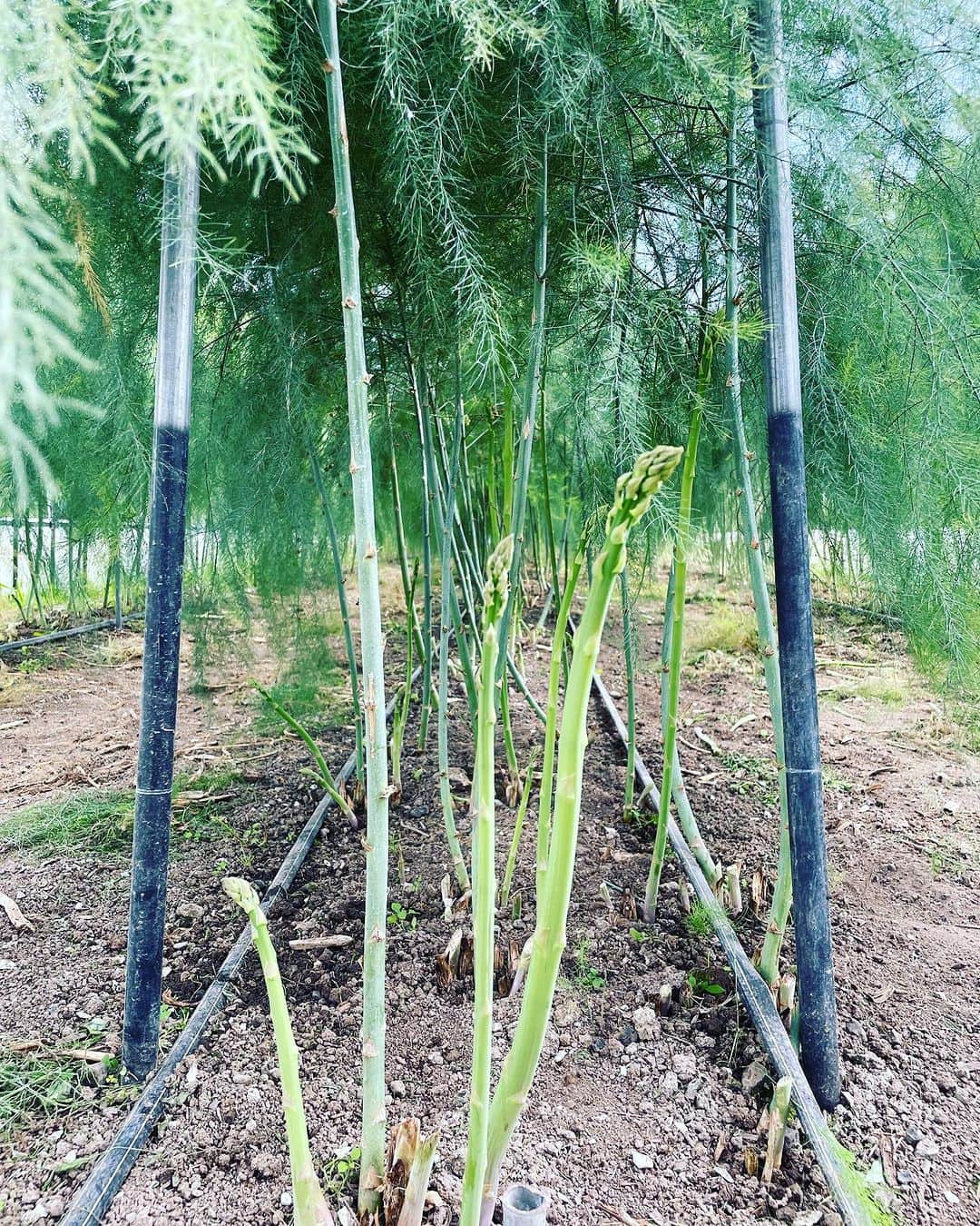 真藤舞衣子さんのインスタグラム写真 - (真藤舞衣子Instagram)「先日の　@jet_farm_asparagus_hokkaido さんへ行った時、収穫してすぐに炭火でも焼いたの美味しかった。採れたて格別でした。 しばらくアスパラ投稿になるかも笑  #ハセパラ愛　  photo by @miyakoakiyama」10月1日 15時24分 - maikodeluxe