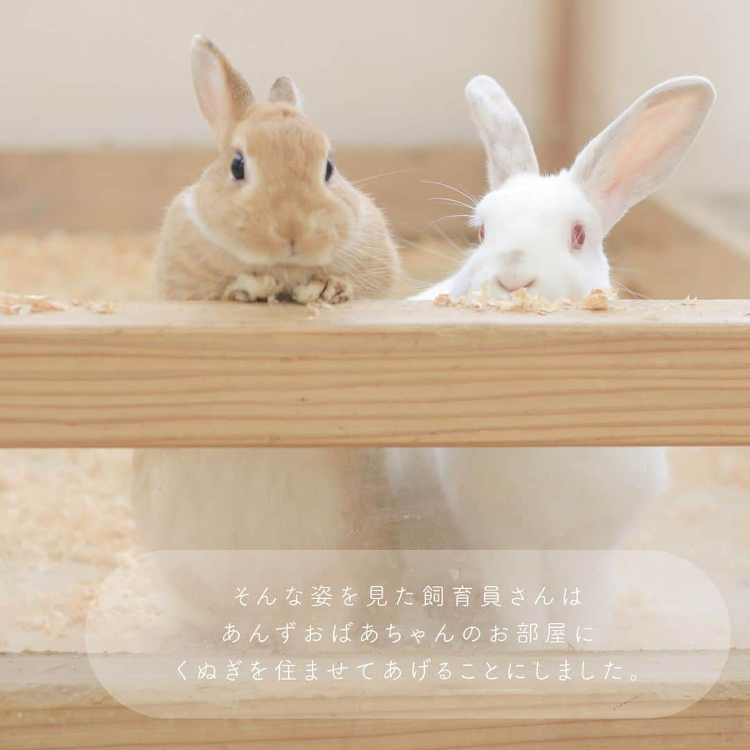 成田ゆめ牧場さんのインスタグラム写真 - (成田ゆめ牧場Instagram)「∘. あんず🐰 くぬぎ🐰.∘ ──────────────── 成田ゆめ牧場で暮らしているあんずとくぬぎ。  2匹が仲良しになった当時の ほっこりエピソードです📖🌟  あんずとくぬぎには うさぎのふれあい施設 「うさタイム」で会うことができます。 ぜひ、遊びにきてくださいね❤️  ※健康管理のため、日替わりでお休みを設けています。ご了承ください。  #成田ゆめ牧場　 #ゆめ牧場　 #うさぎ　 #うさタイム #牧場 #naritadreamfarm #farmstagram」10月1日 15時36分 - yumebokujo