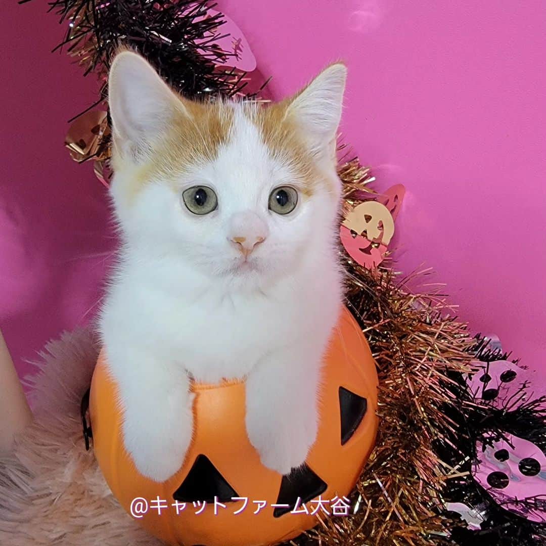 マンチカン(munchkin)キャットファーム大谷のインスタグラム：「現在ご紹介中のミヌエットちゃん🐱💕 遊び好きな男の子❤ 新しいオモチャに夢中です🌟 No.2603  ﾟ+*:;;:*　*:;;:*+ﾟ　ﾟ+*:;;:*　*:;;:*+ﾟ  お店は、月・木曜日が定休日です。 現在、完全予約制になっておりますので ご来店される際はお店へお電話かメールにてご連絡くださいませ🙇‍♀️  お待ちしております🎵  ﾟ+*:;;:*　*:;;:*+ﾟ　ﾟ+*:;;:*　*:;;:*+ﾟ #キャットファーム大谷#まんちかん#マンチカン#ネコ#こねこ#にゃんこ#猫ちゃん#ねこ部#ニャンスタグラム#猫#ねこ#子猫#モフモフ#モフモフねこ#ミヌエット#短足#ねこすたぐらむ#愛猫#かわいい#ふわもこ部#猫のいる暮らし#マンチカンブリーダー#ミヌエットブリーダー#cat#catsgram #catsofinstagram#instacat#picnek」